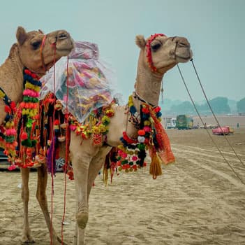 Pushkar  Fair Tour Package