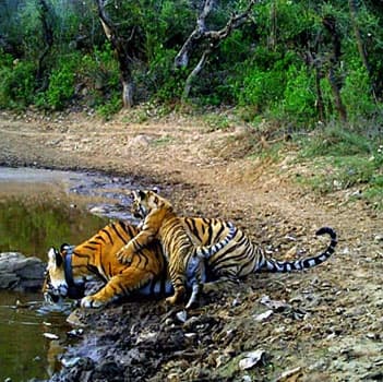 Rajasthan Wildlife Tour Package