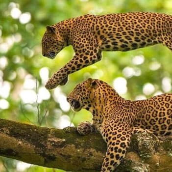 Wildlife